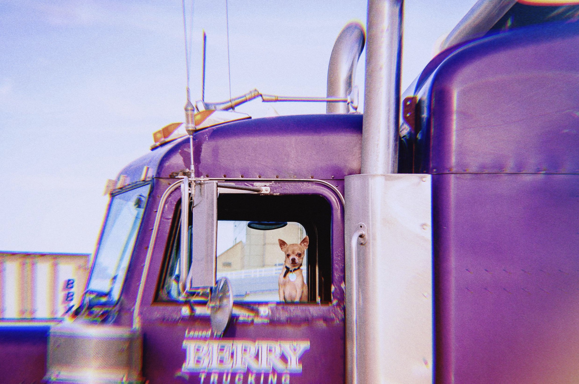 dog - Berry Trucking